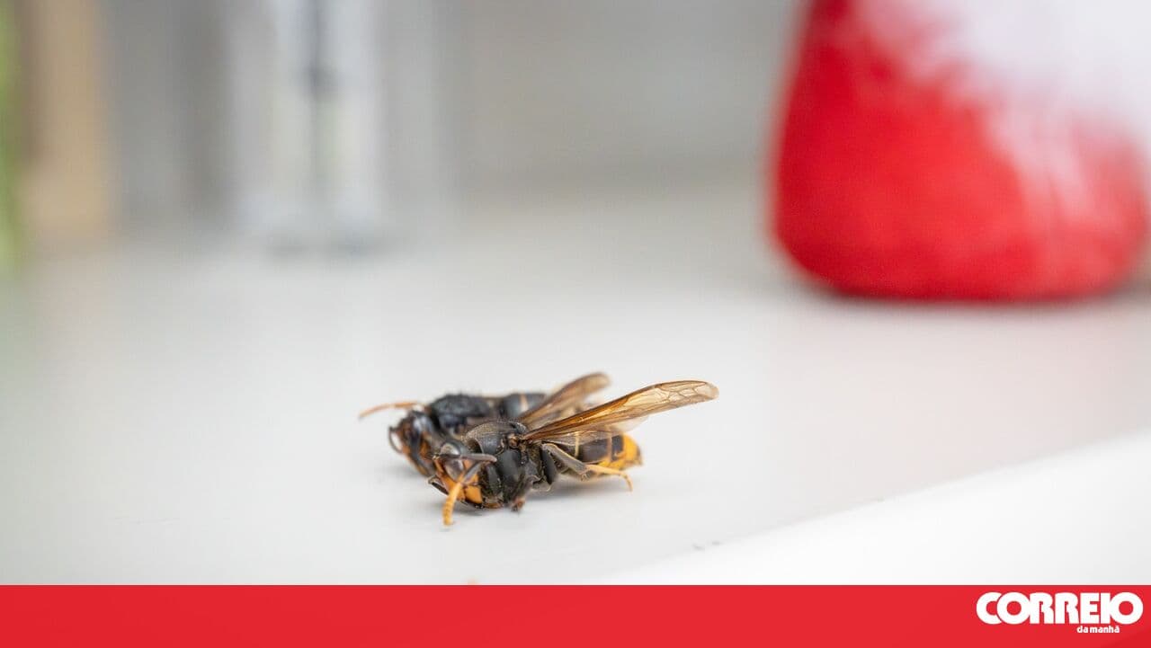 Mealhada installs ecological traps to combat Asian hornet
