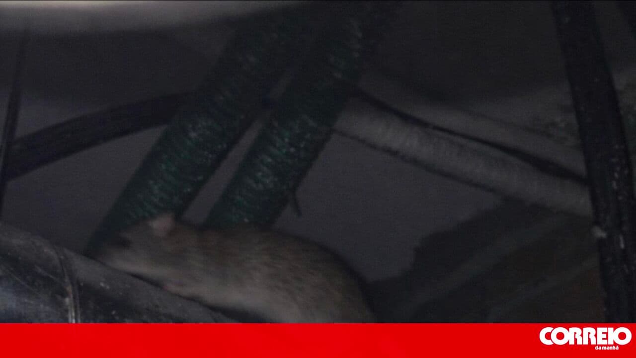 Rat infestation in the ceilings of a PSP police station in Vila Nova de Gaia