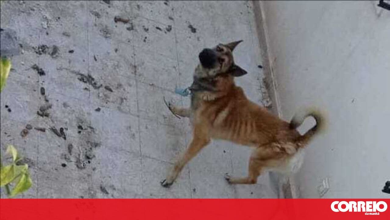 PSP catches two for animal abuse of a dog in Alverca