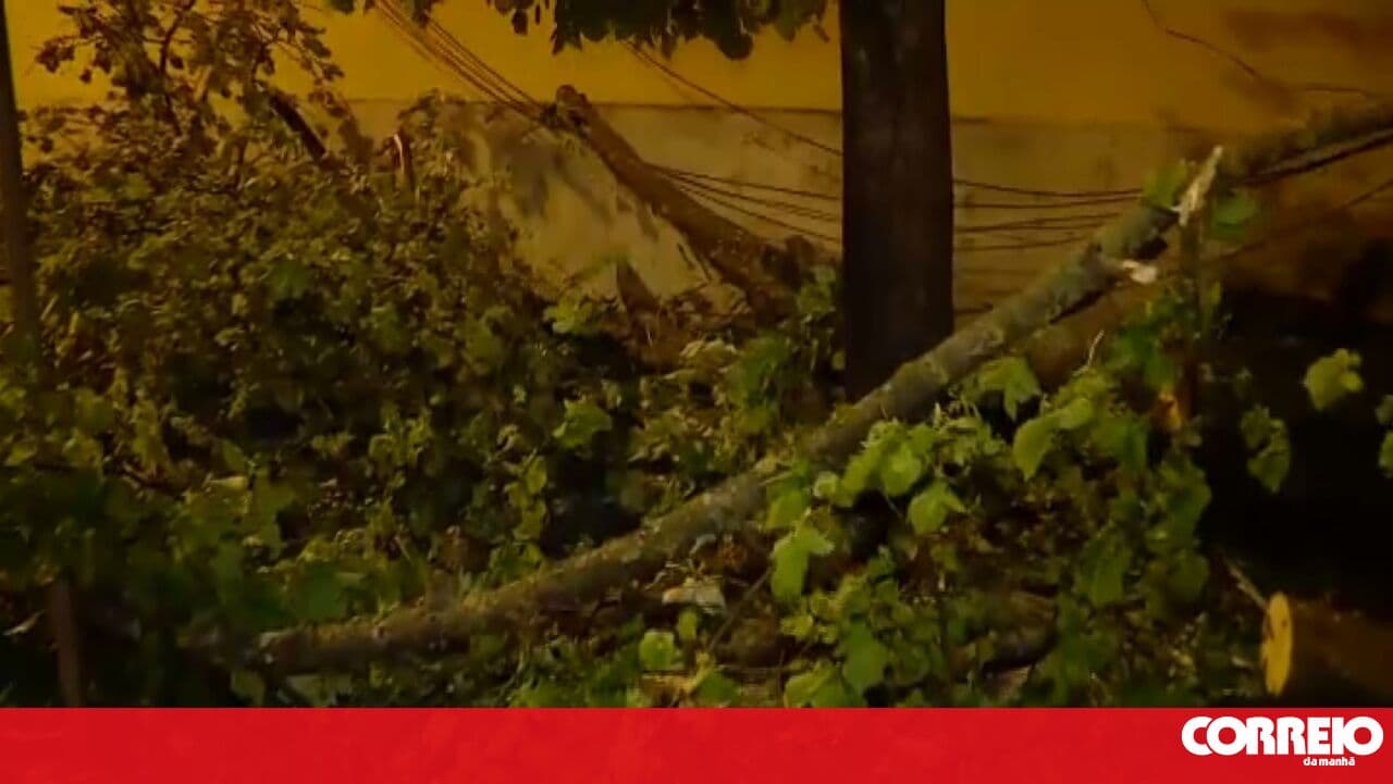 Large tree falls near Prazeres Cemetery in Lisbon