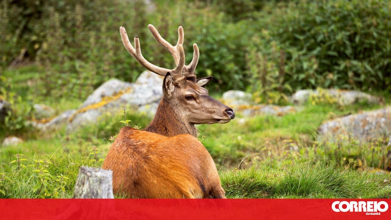 Learning in Nature! In Nazaré, the deer will get an educational park
