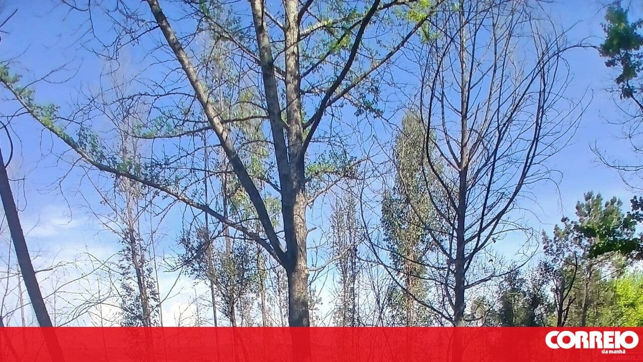 Four-car accident causes 11 injuries in Felgueiras
