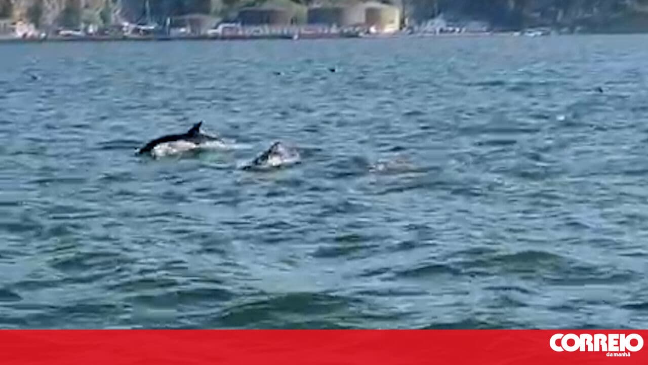 Dolphins visit the Tagus River and are spotted in Belém