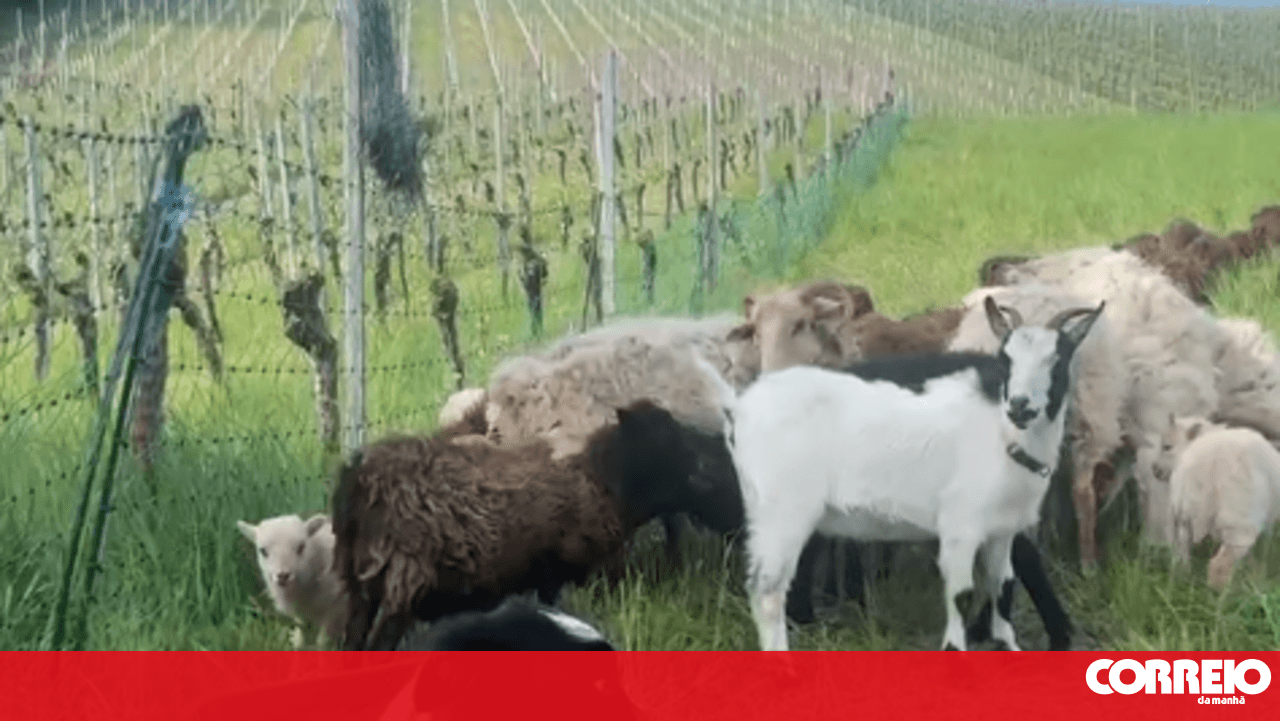 This Border Collie invaded the goats' water trough and the animals' reaction went viral!
