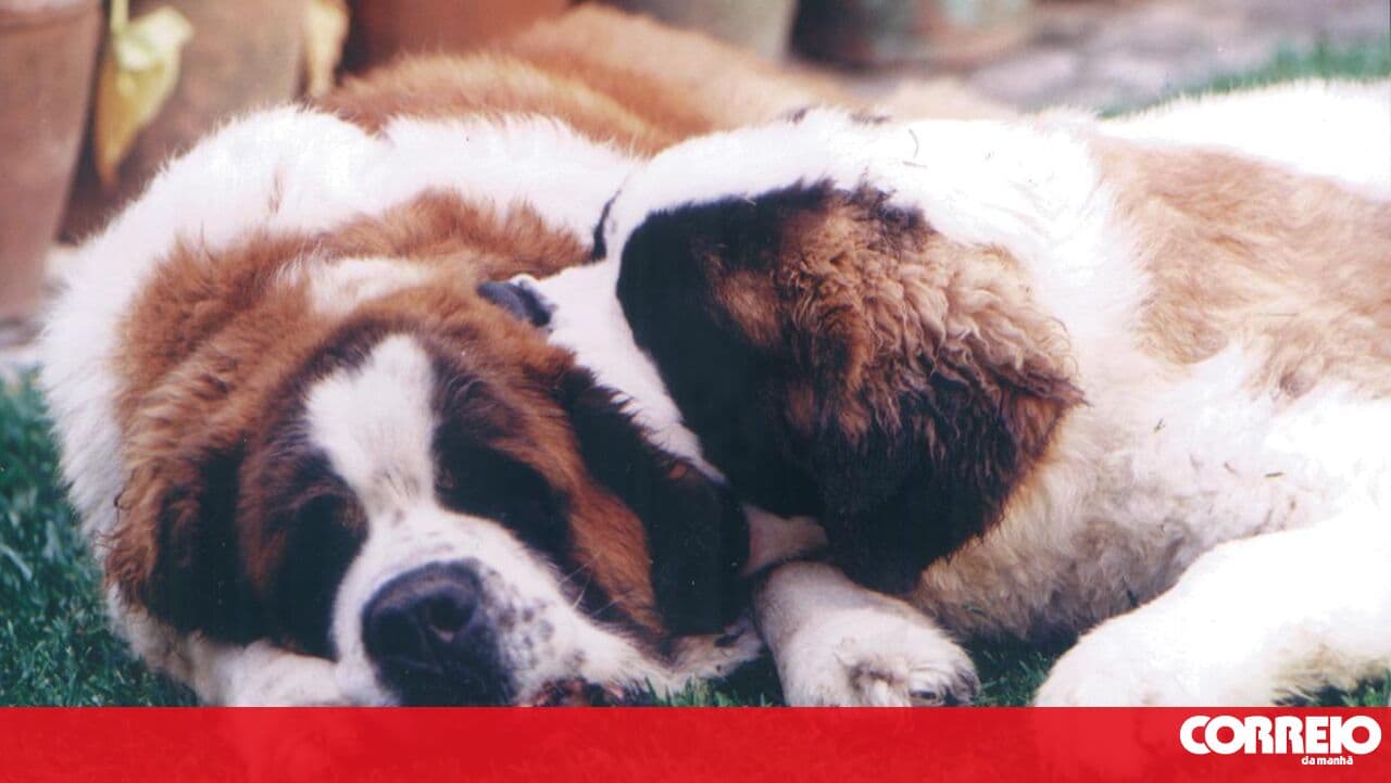Dogs help combat isolation and grief for 110 elderly people in Penacova