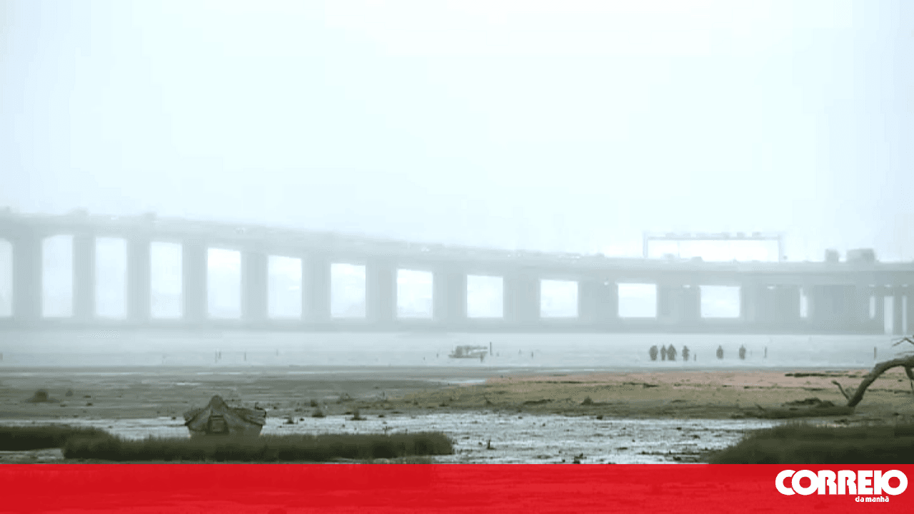 The illegal clam business in the Tagus that evades the law and threatens public health. Watch now on CMTV
