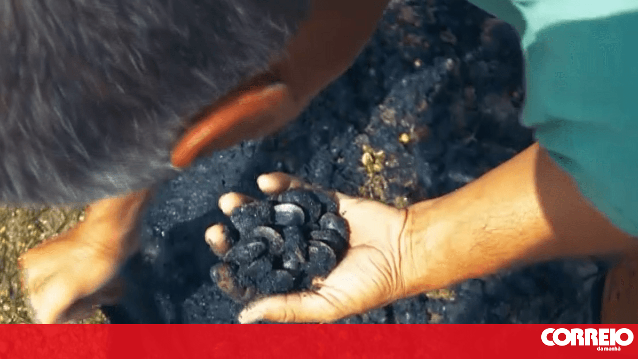 “Do not buy directly from a harvester”: Authorities warn against the danger of illegal clams from the Tagus