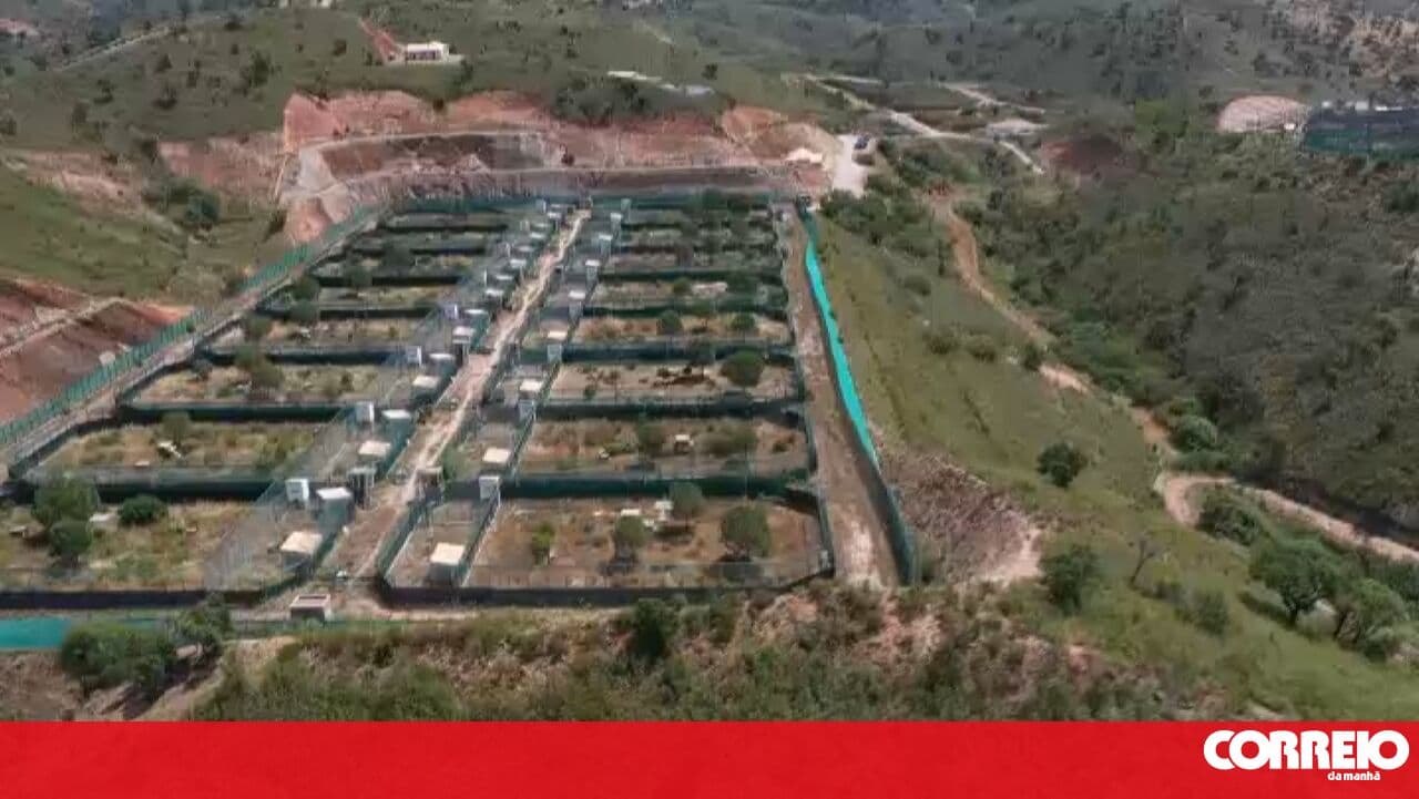 International experts highlight work done by Algarve team in the preservation of the Iberian lynx