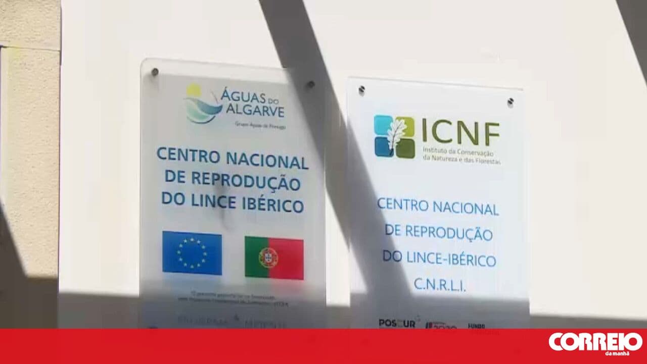 Continuity of the Iberian lynx recovery project is called into question