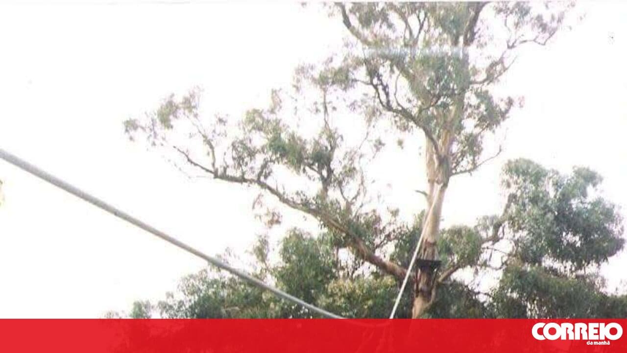 Navy ordered to pay 210,000 euros in compensation to marine who fell from eucalyptus tree