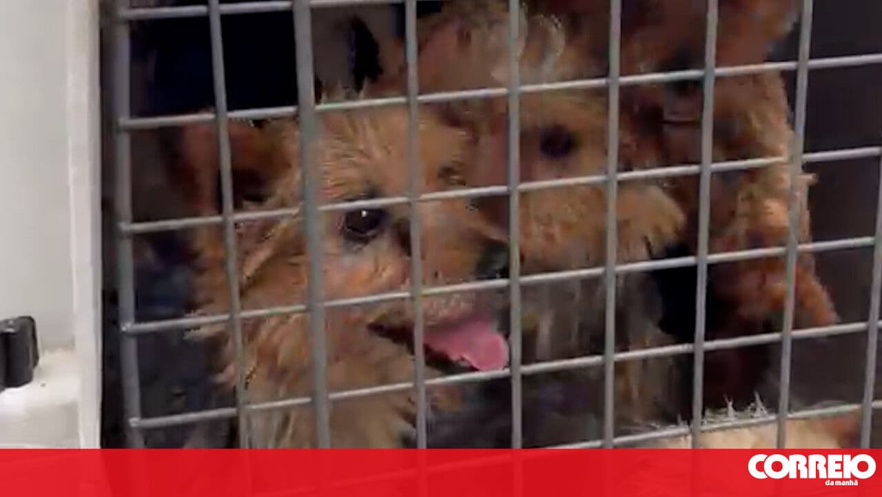Owner of 325 dogs rescued in Amarante for mistreatment named as formal suspect