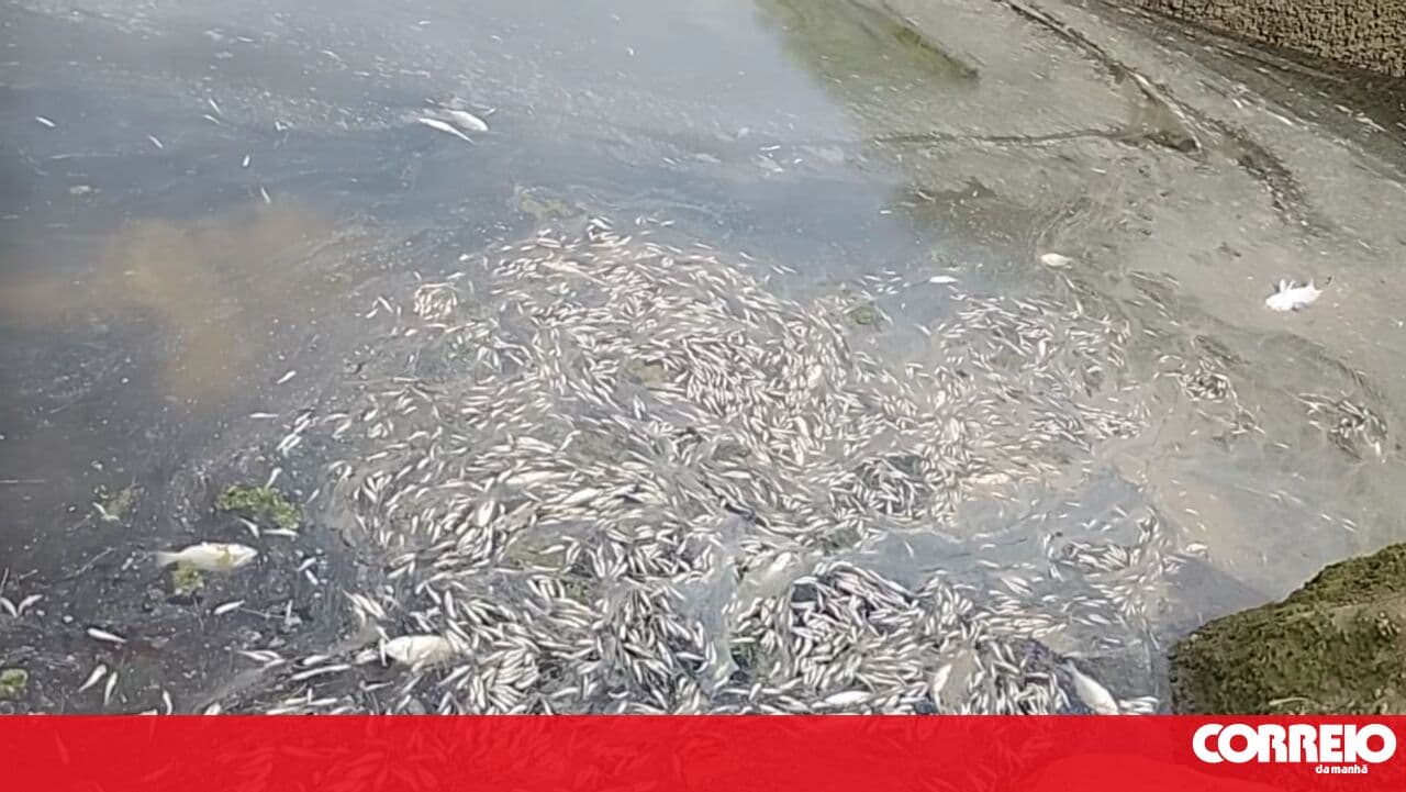 Thousands of fish found dead in Ria Formosa