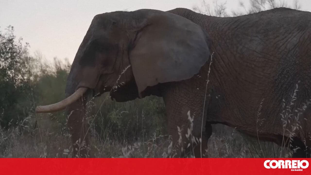 Julie is the first elephant at the new wildlife sanctuary in Portugal