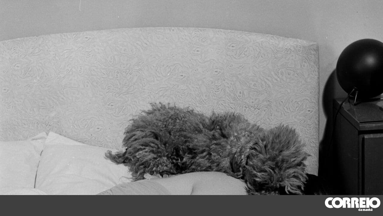 Is it really that bad to sleep with my dog?