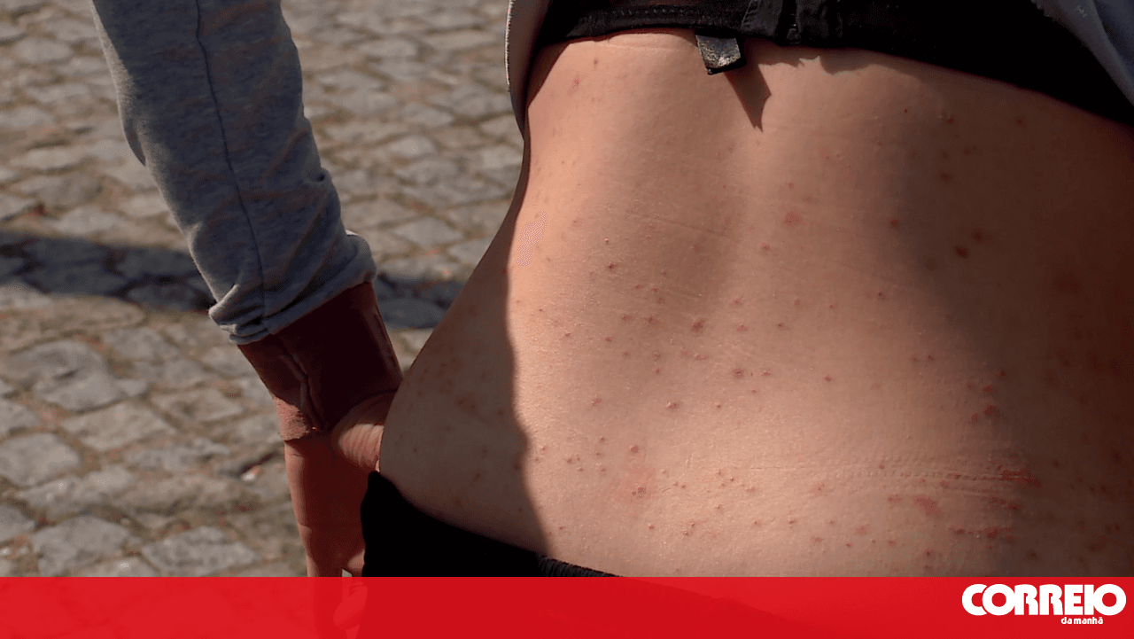 Public Prosecutor's Office authorises pest control at elderly woman's home after flea infestation identified in Águas Santas