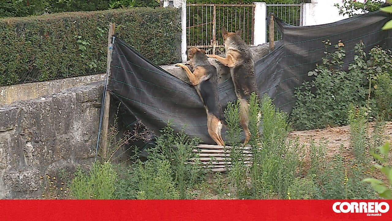 Noise from dogs masked complaints from elderly in illegal care home