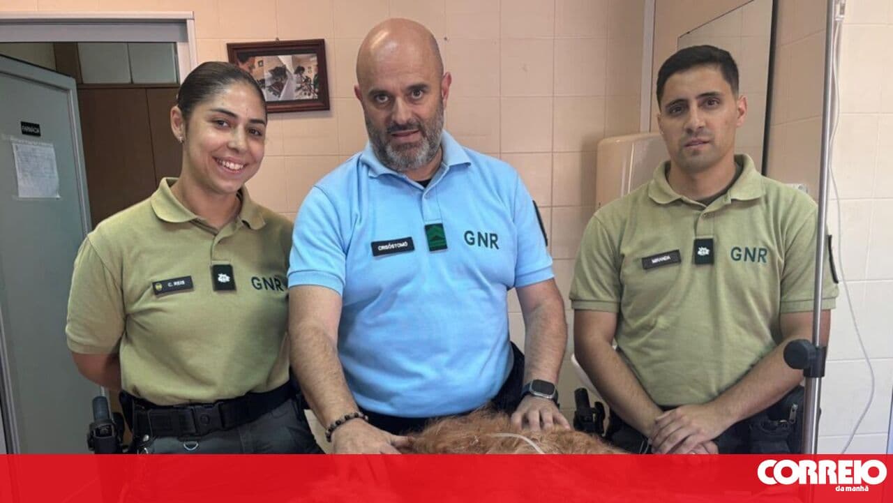 Dog rescued by GNR in Mafra was buried alive for three days