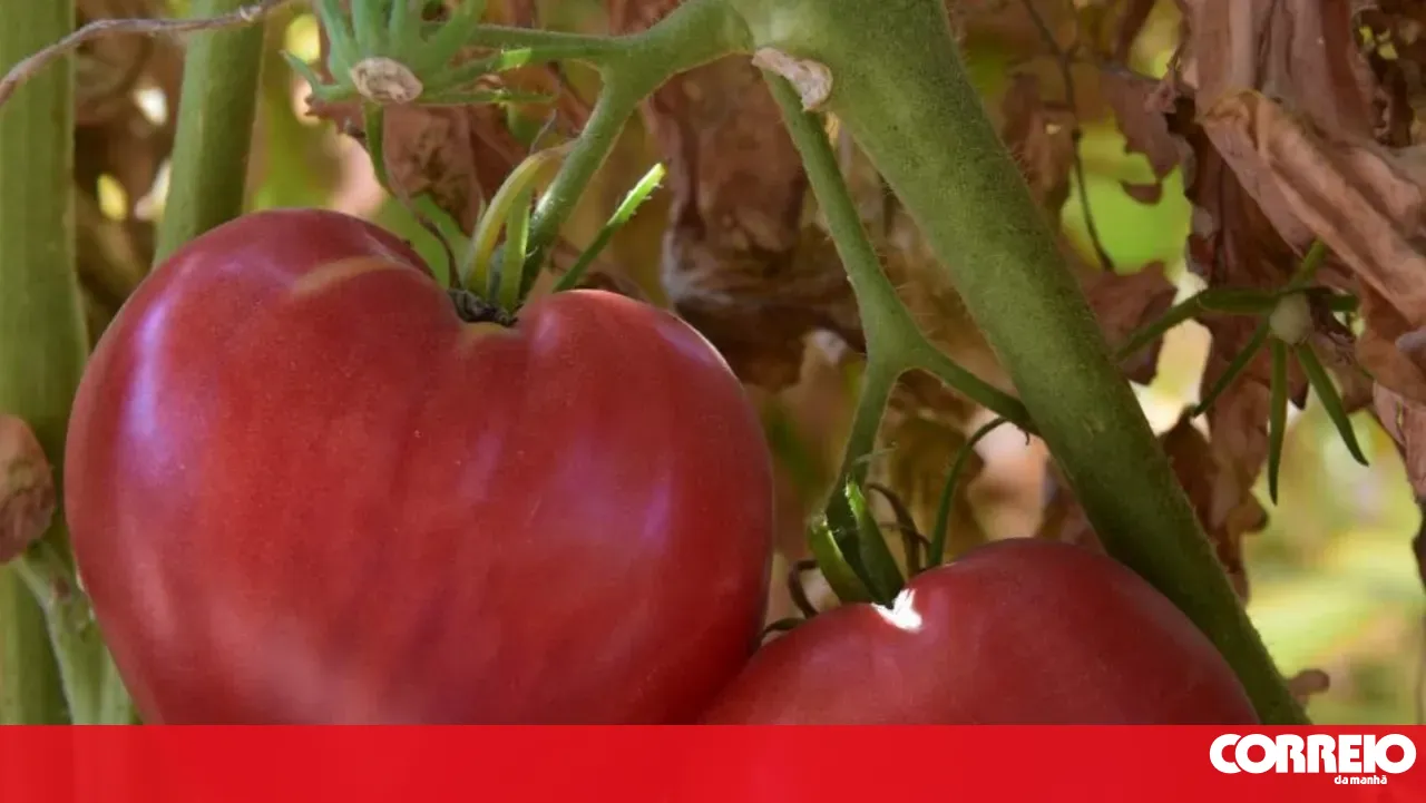 Oxheart tomato generates savings and contributes to Douro wine tourism