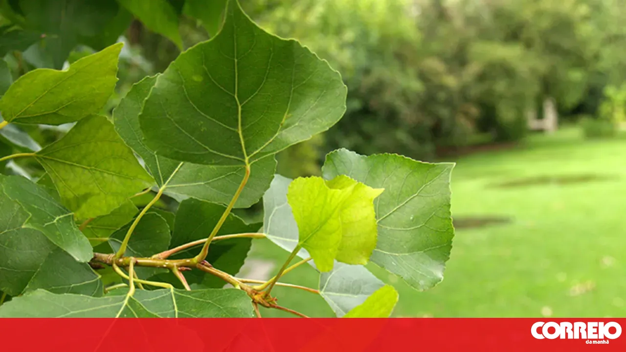 Association criticises the felling of two poplar trees in Lisbon; City Council claims they had "pathologies"