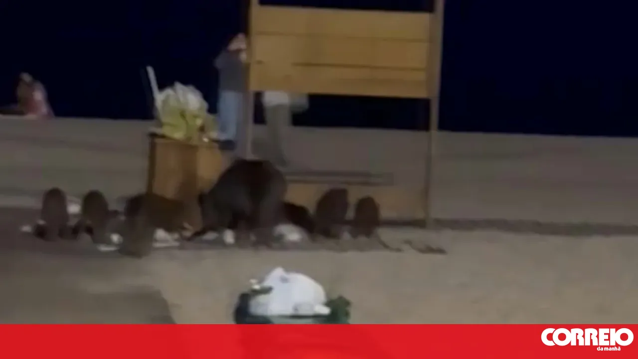 Images and reports of wild boars in Setúbal are becoming increasingly frequent