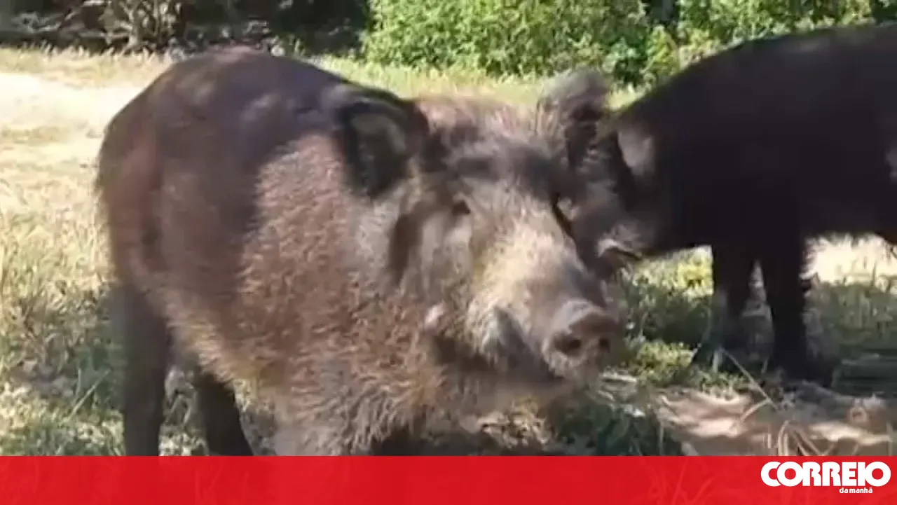 Médio Tejo wants to join the Government's pilot project for wild boar control
