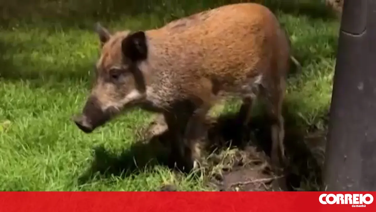 Wild boars leave the Arrábida Mountains towards the centre of Setúbal in search of food