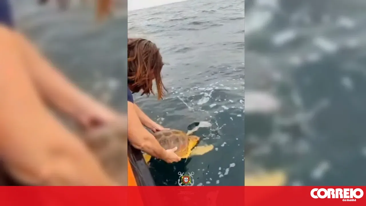 Two rehabilitated turtles released off the coast of Aveiro