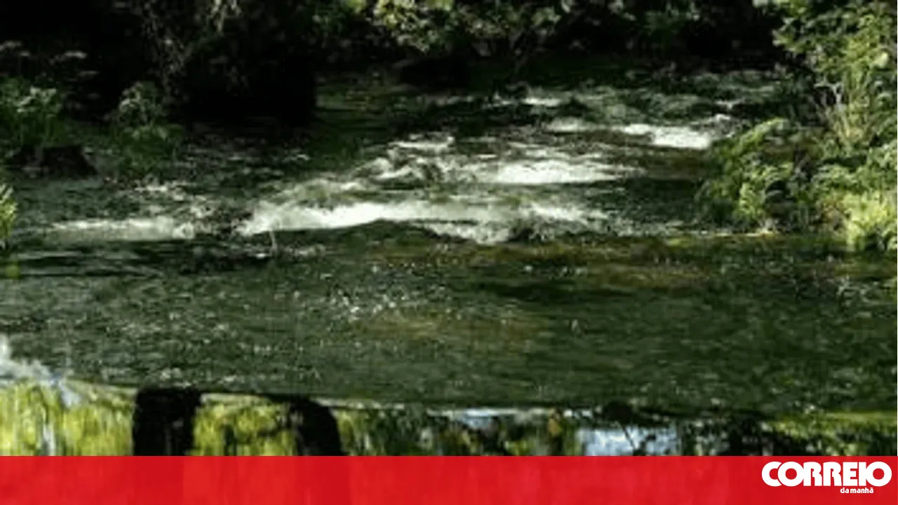 GNR investigates the appearance of dead fish in the Corgo River in Vila Real
