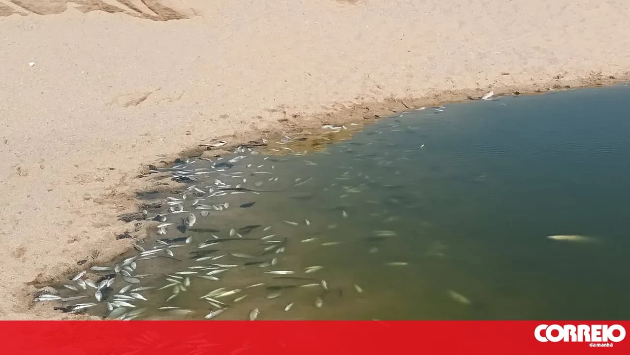 Dead fish in the Alcantarilha stream due to lack of oxygen in the water