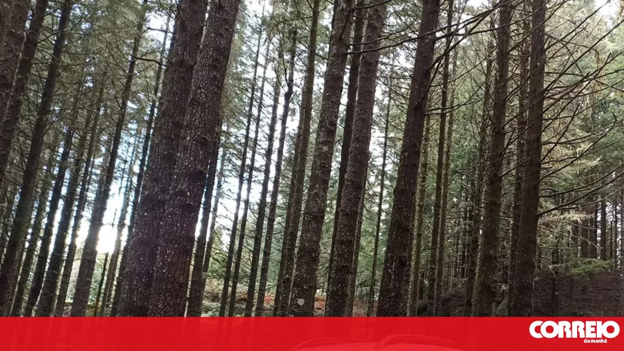 Madeira Forestry Police Corps reinforces staff with 36 new members