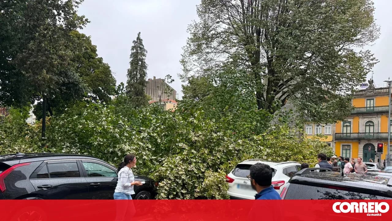 Five cars damaged after tree falls in Porto city centre