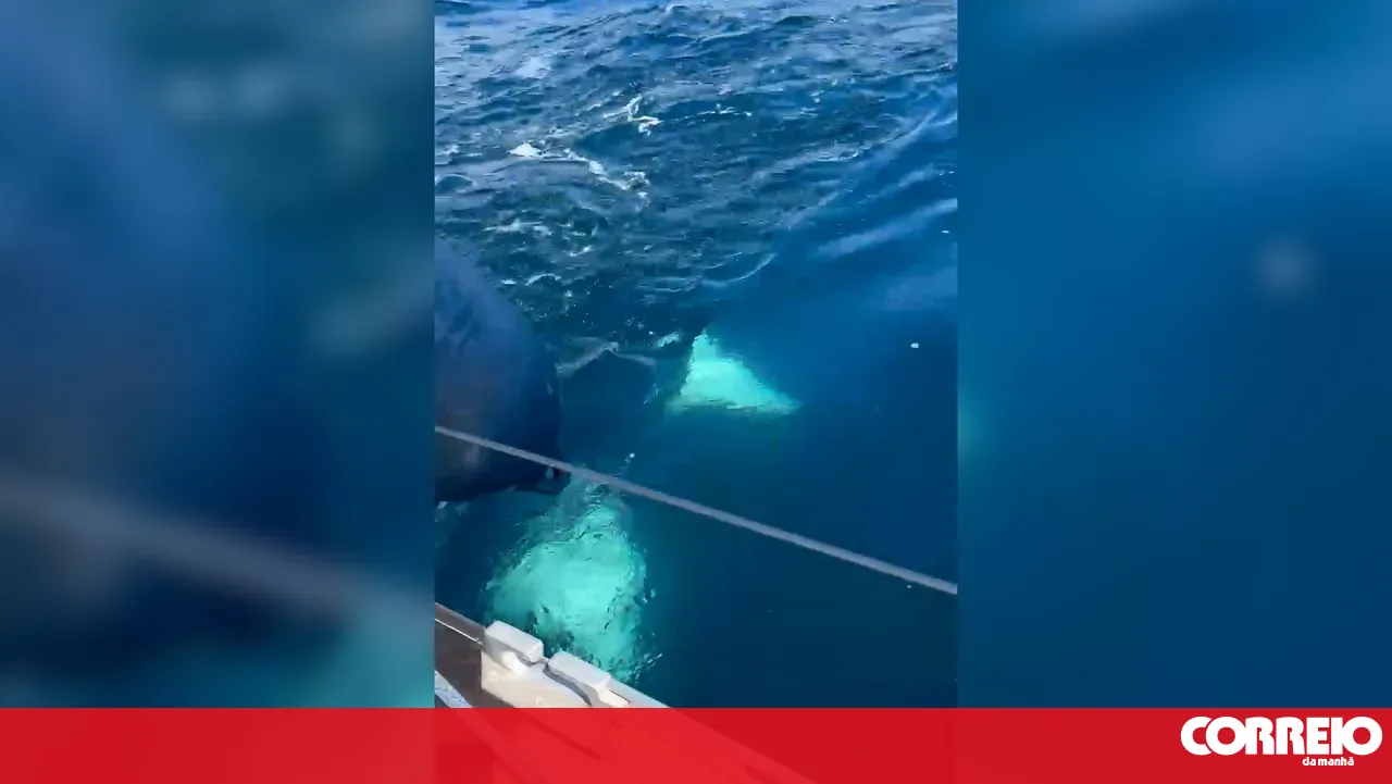 Sailboat attacked by orcas off the coast of Leixões in Matosinhos