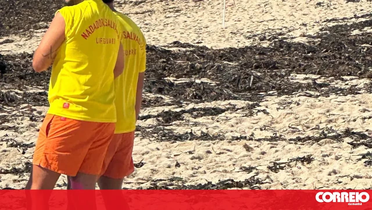 Dolphin washes ashore on a beach in Póvoa de Varzim