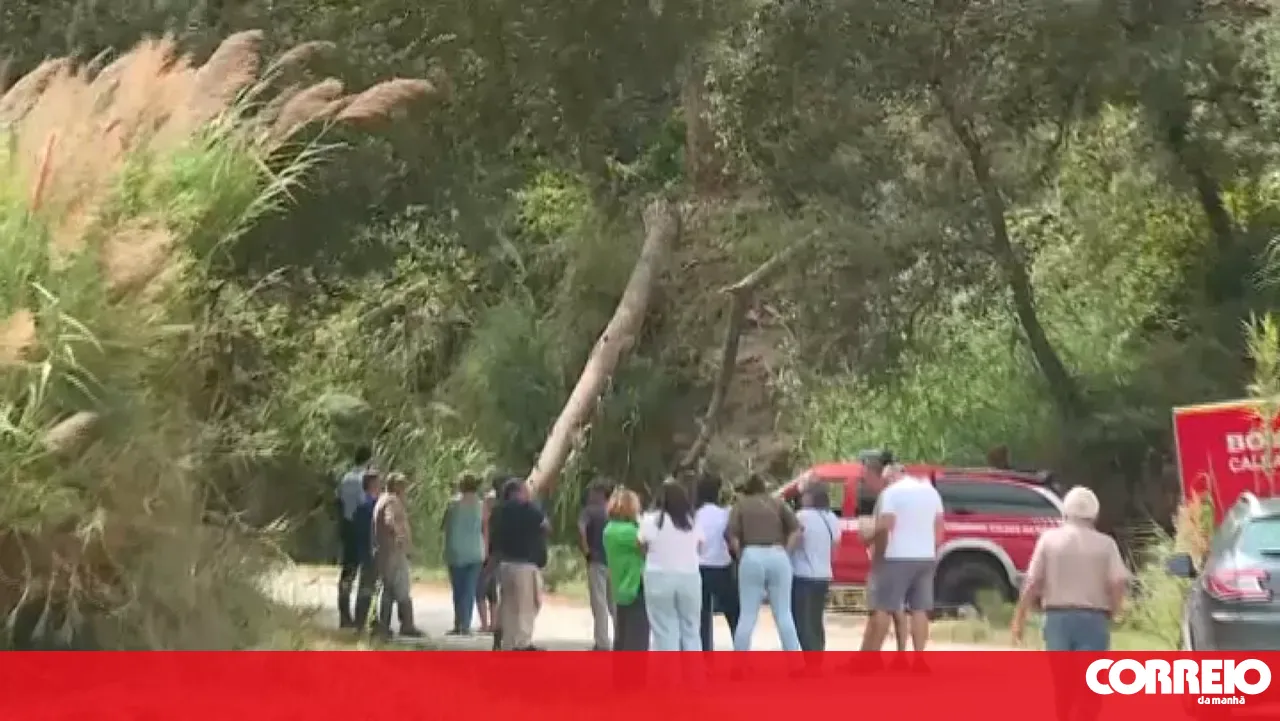 Man dies after being struck by a tree in Caldas da Rainha