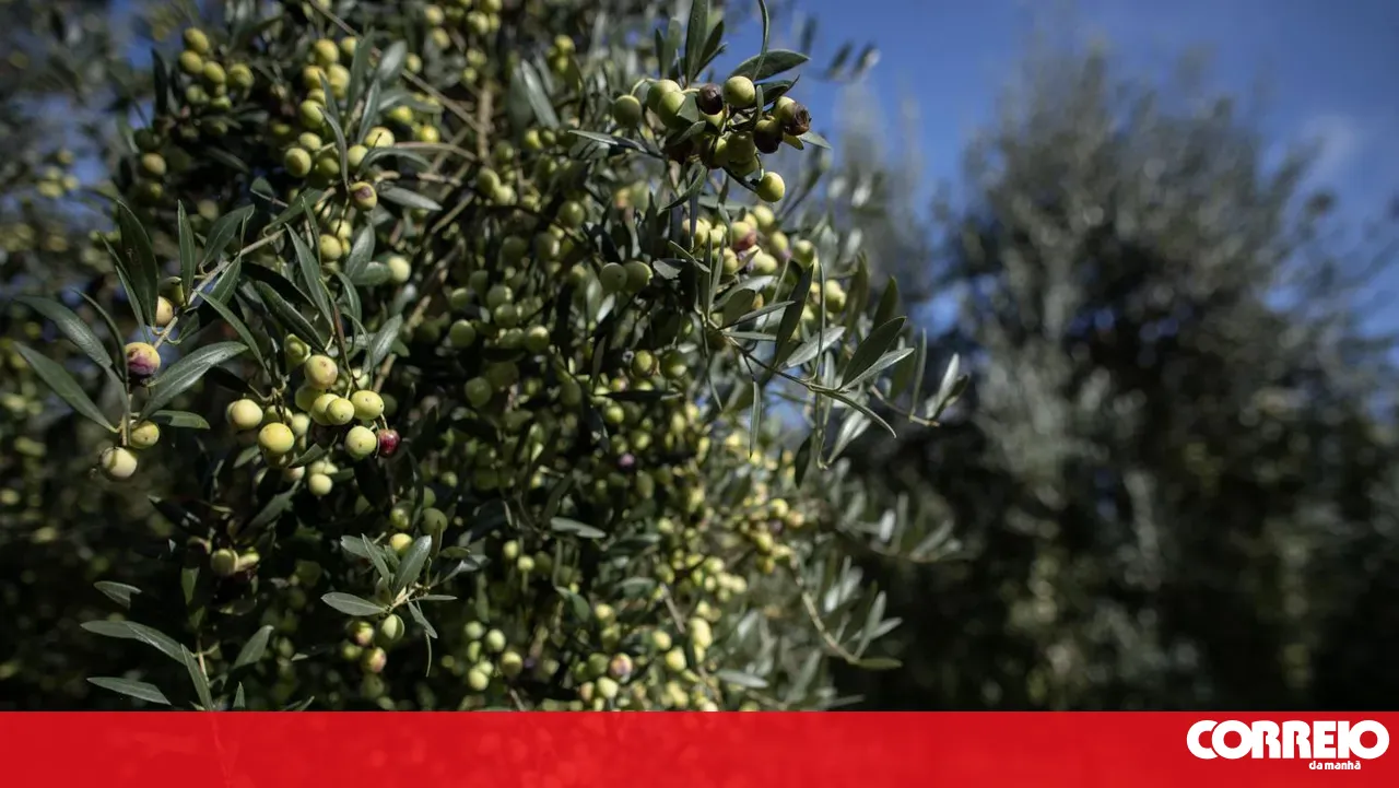 Children from Avis will be able to receive olive oil from their own tree until they are 18