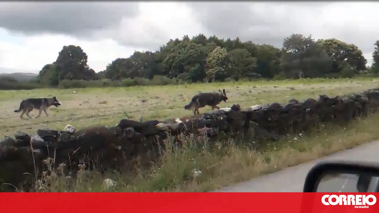 Wolves have already attacked several livestock animals and have been seen near populated areas