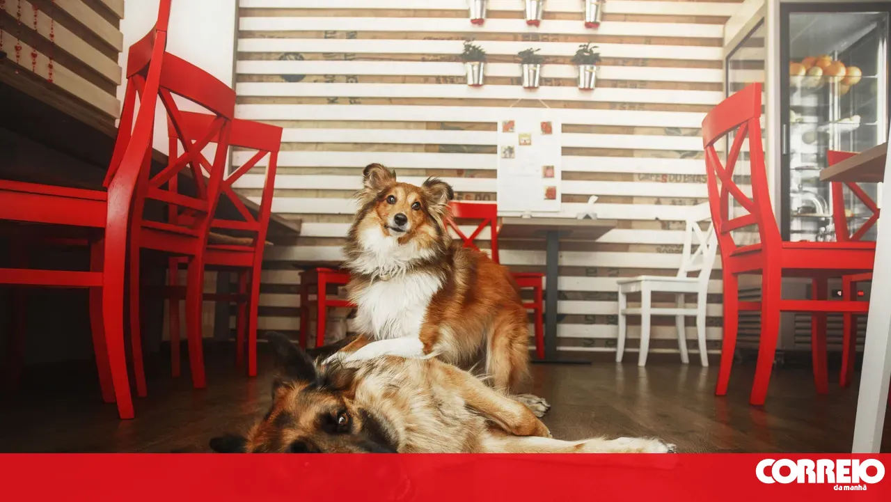 Don't know where you can take your dog? 'Pets Over Norms' gathers pet-friendly locations from the North to the South of the country