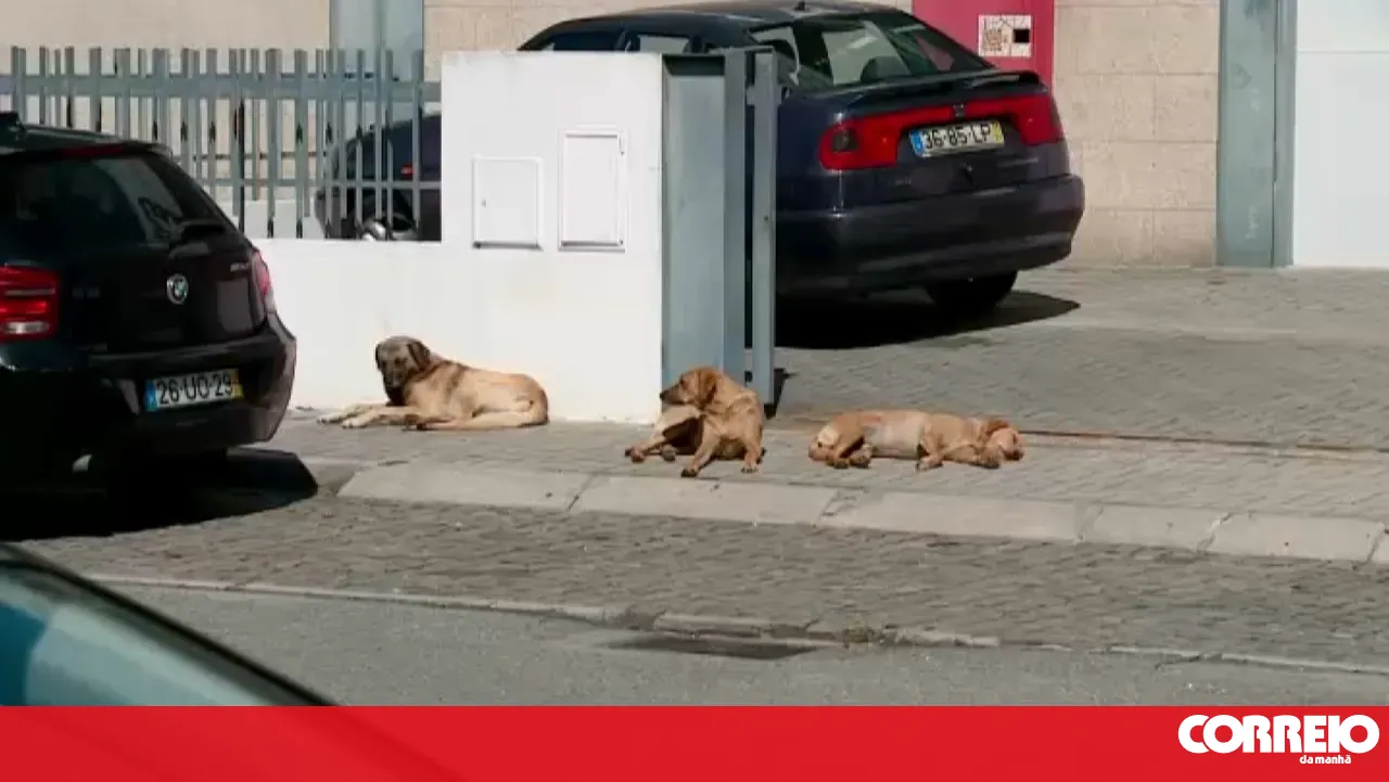 Stray dogs attack at least three people in an industrial area in Barcelos