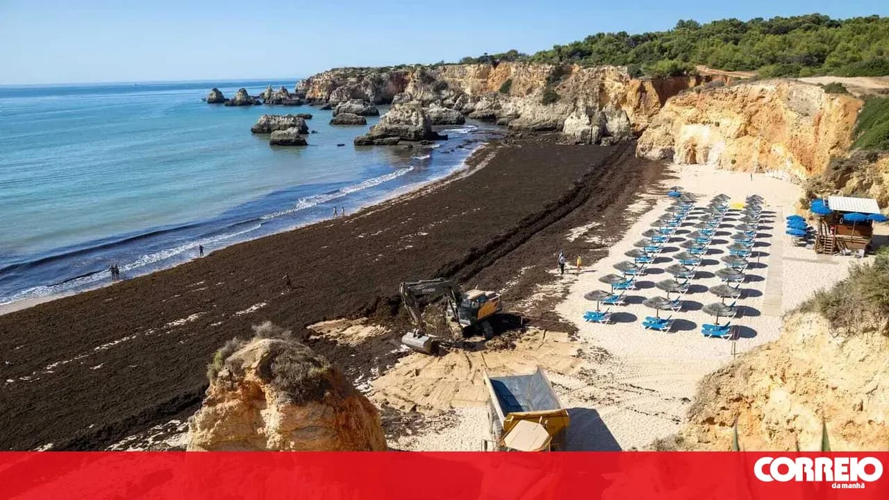 Algae 'paint' Portimão beach brown