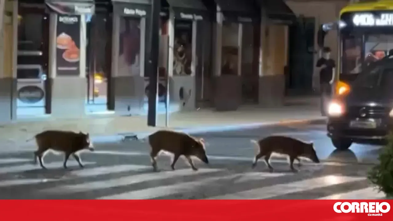Government to launch pilot project for wild boar control in October