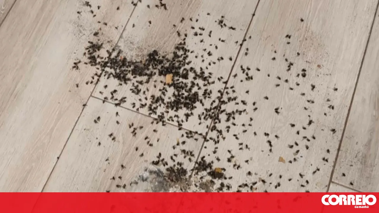 Fly infestation closes canteens at the Vagos School Group