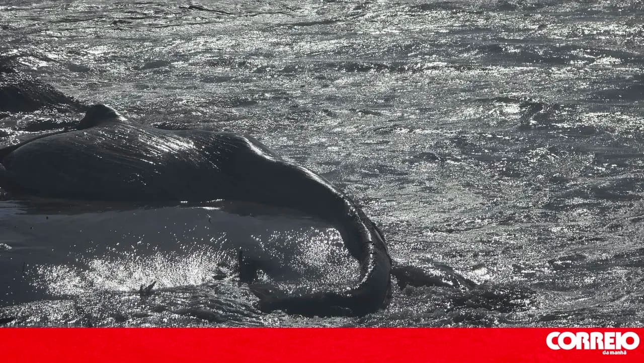 Whale weighing around 20 tonnes exposed on the sand of Maceda Beach in Ovar