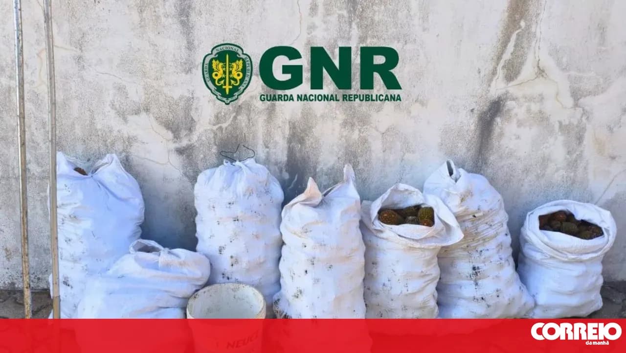 Caught with 280 kg of stolen pine cones in Sines