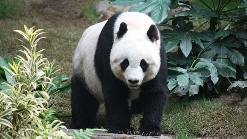 Environmental association WWF receives corporate income tax exemption