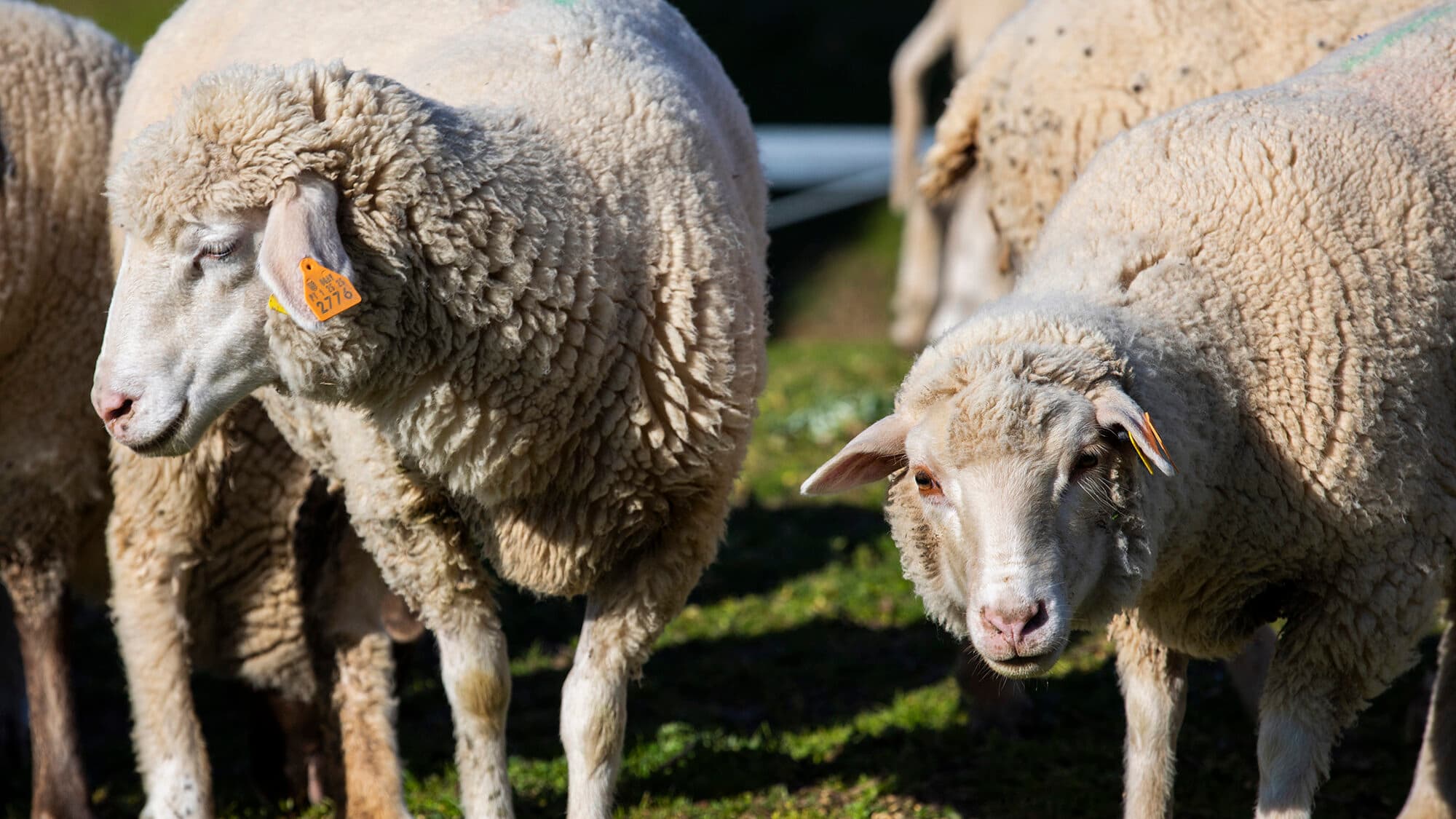 Support for the installation of new livestock farmers with a 30,000 euro grant