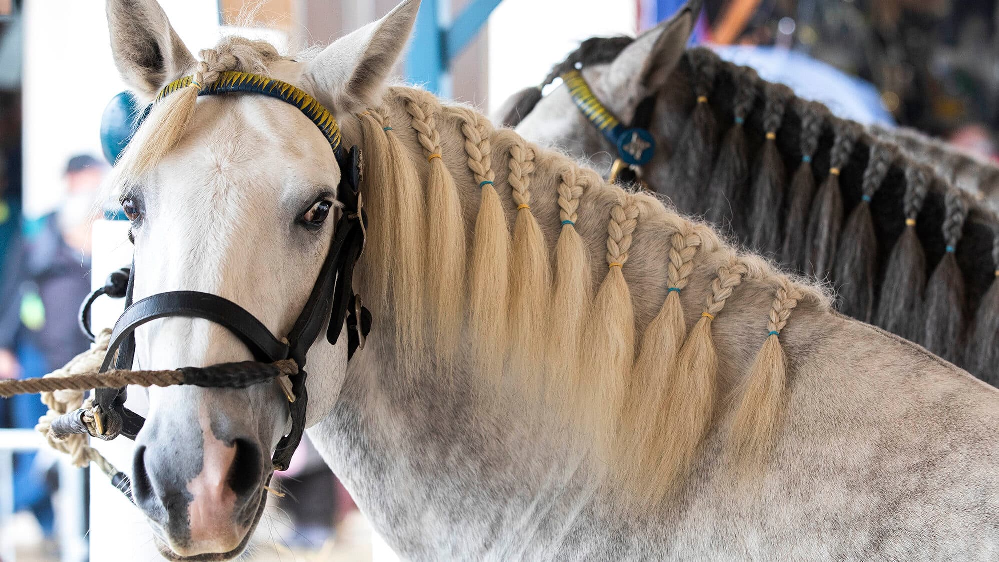 National Horse Fair renamed Caixa Golegã