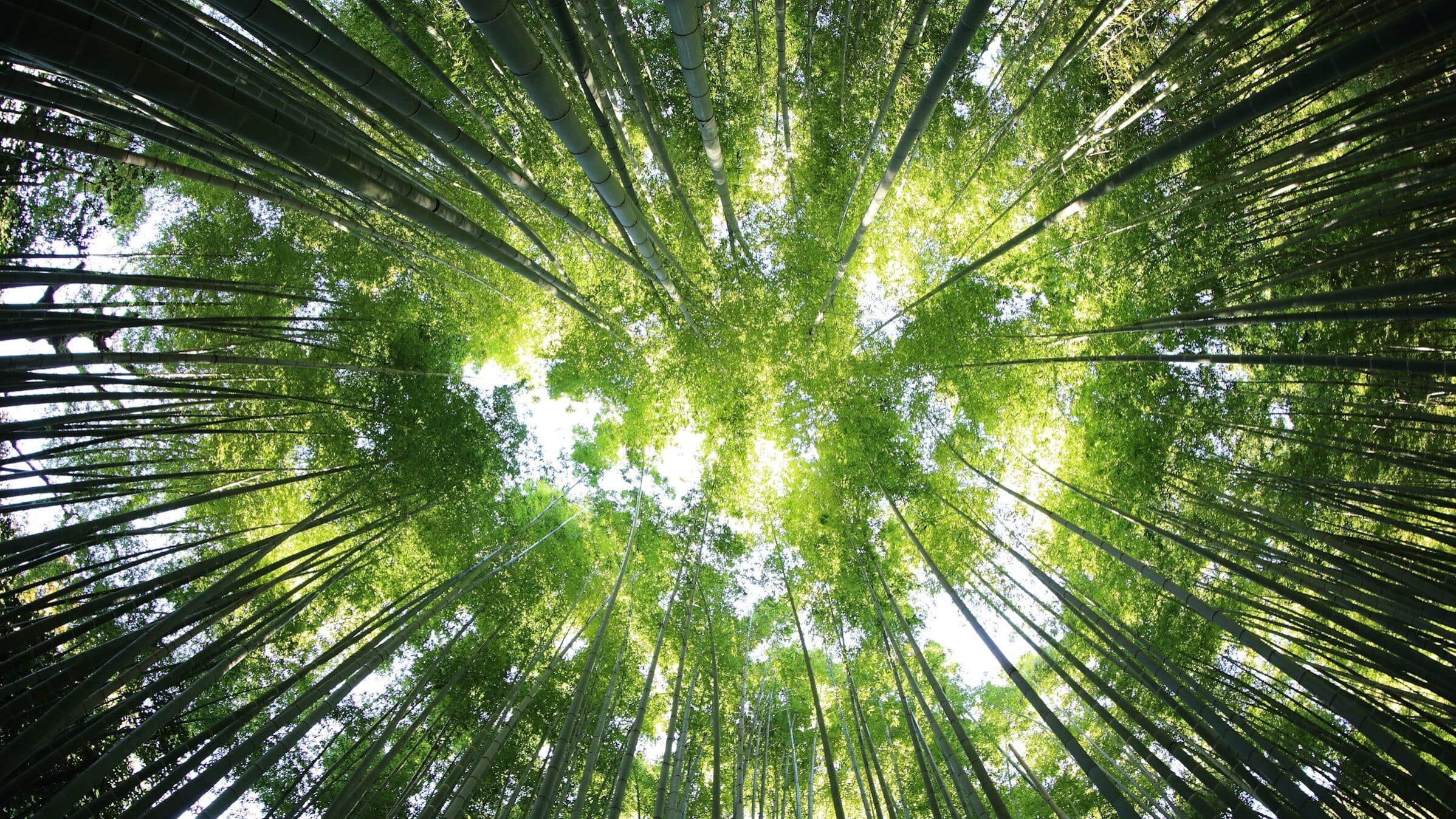 National forest gains new investors