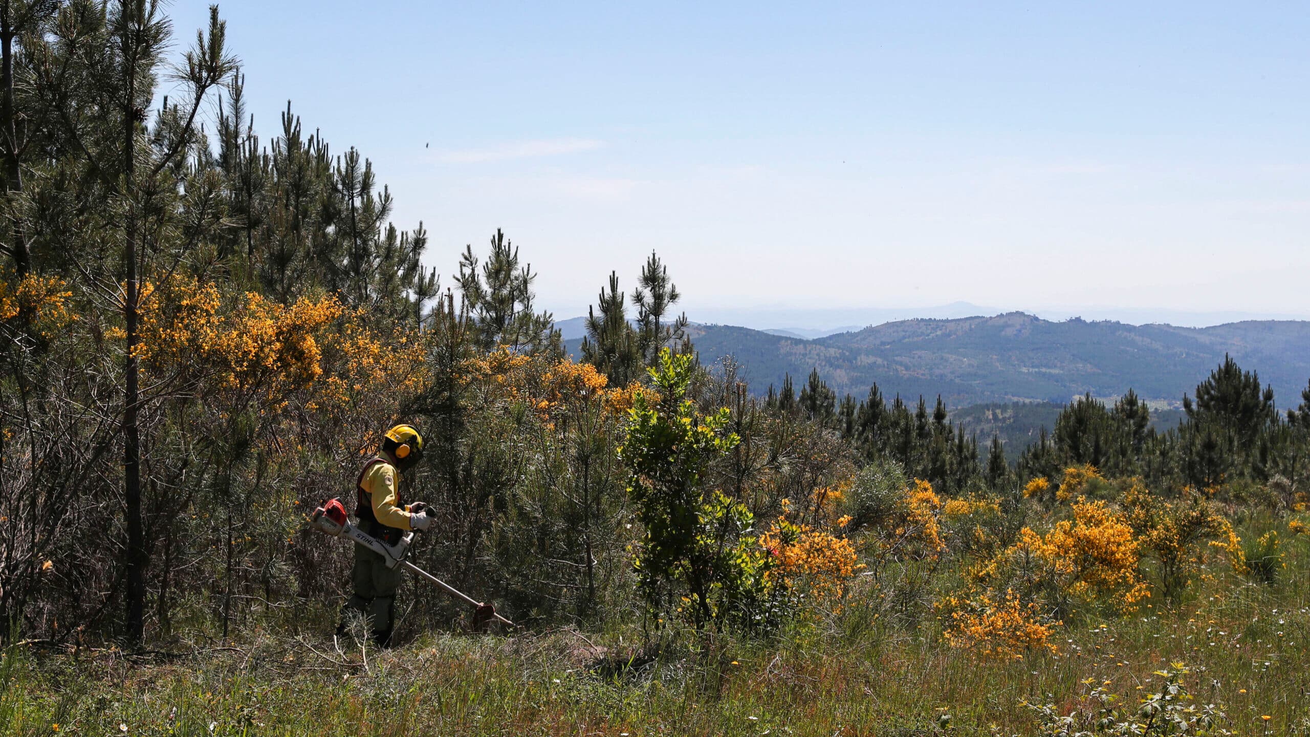 Municipal councils penalised by the GNR for failing to clear land