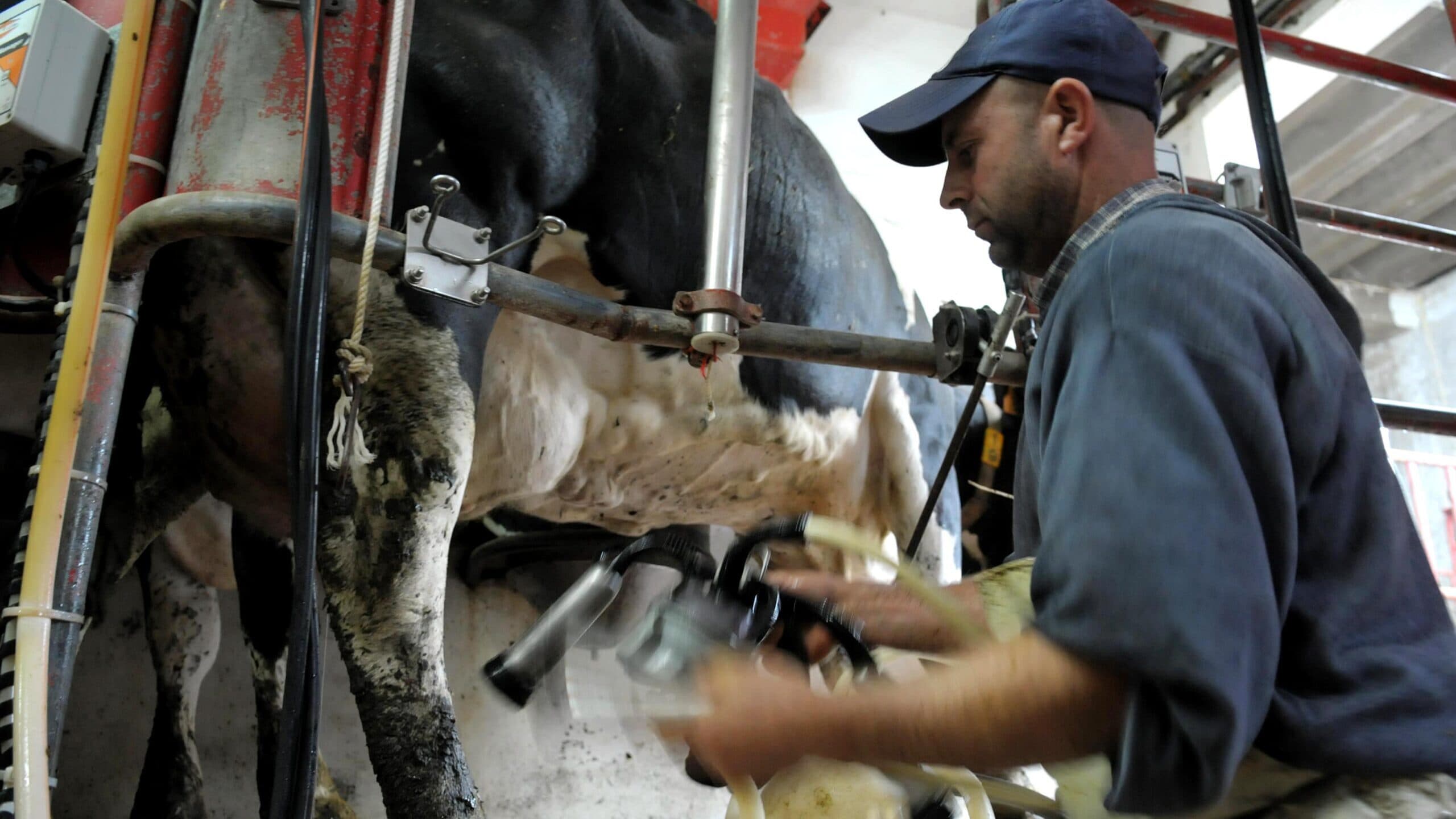 Drop in milk price in the Azores contradicts European Court of Auditors' position