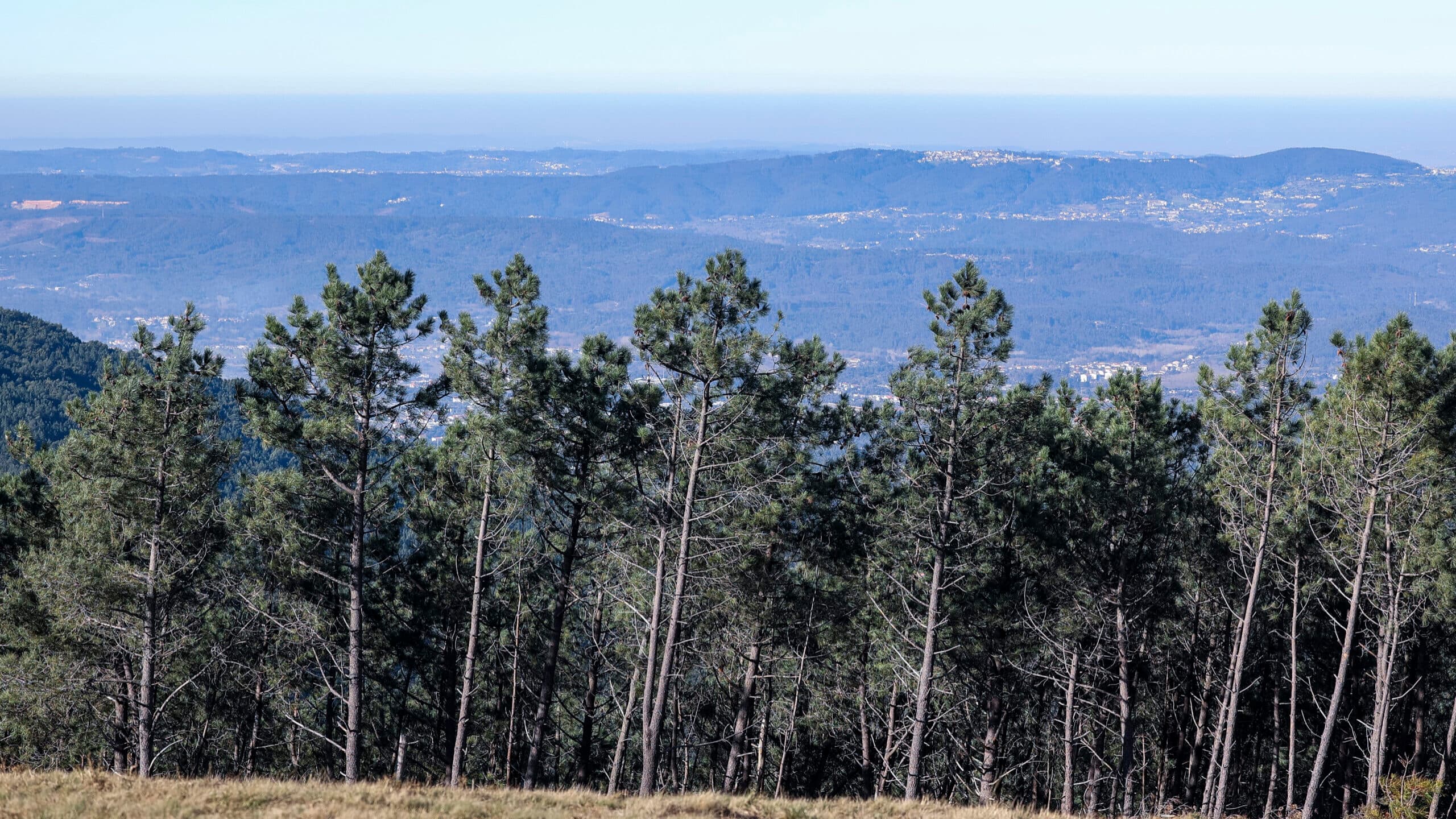 Pine sector exports rise 2% to 2.5 billion in 2025